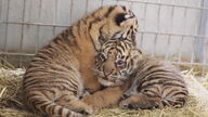 Dos nuevos cachorros de tigre de Sumatra llegan al Zoo de Amiens (Francia)