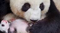 Los bebés panda gigante gemelos del zoo de Berlín ya pesan un kilo 