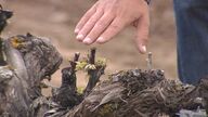 Las heladas de los últimos días dañan cosechas de viñedo en Castilla y León